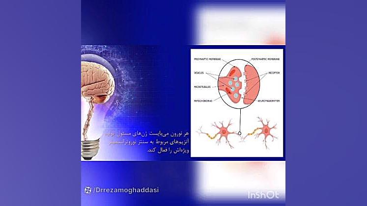 تکوین دستگاه عصبی بلیچینگ دندان