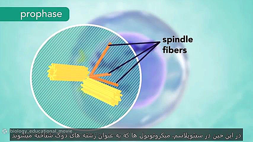 انیمیشن تقسیم سلولی میتوز با زیرنویس فارسی چالش جدید
