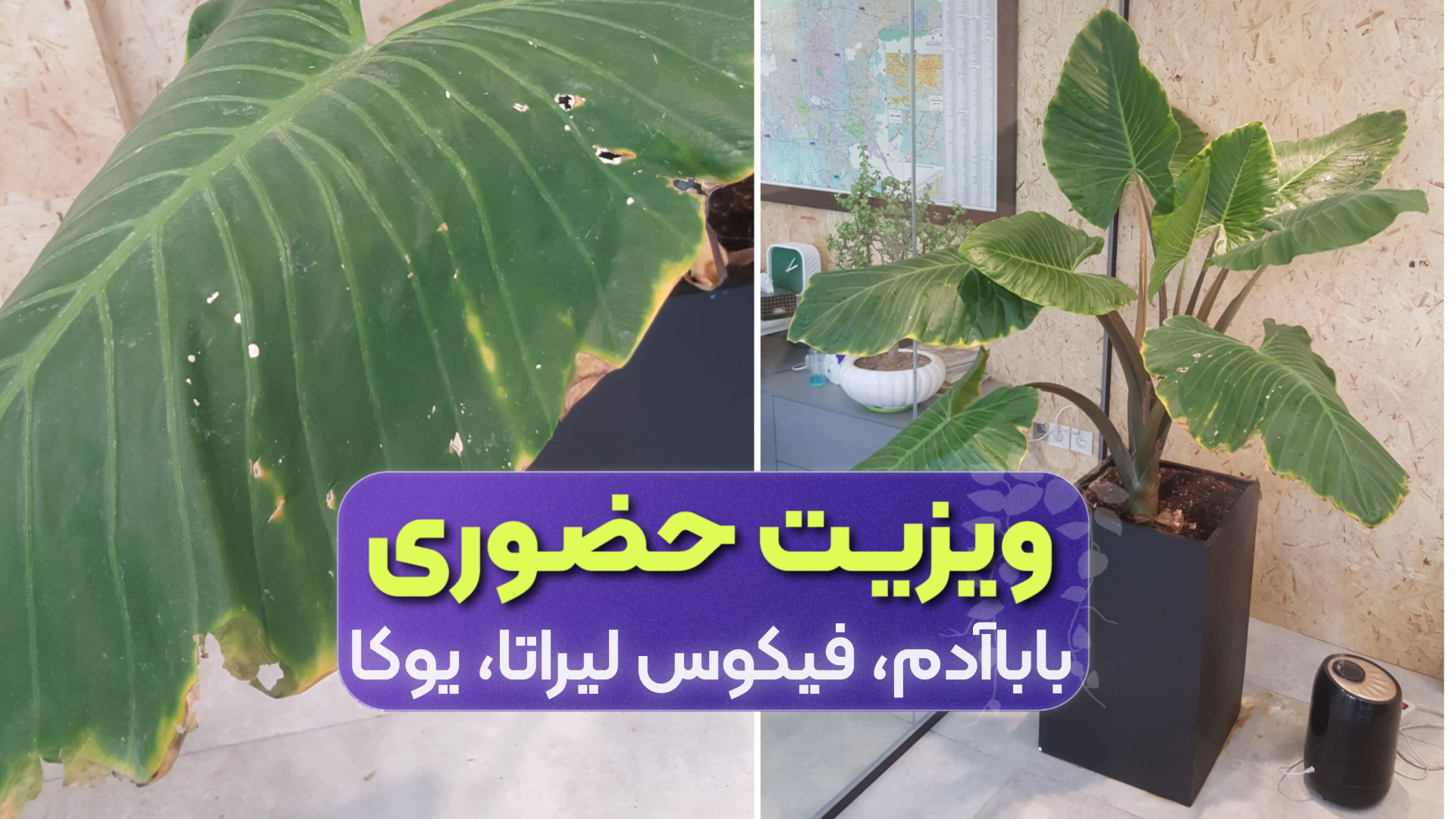 درمان گیاهان باباآدم، فیکوس لیراتا، یوکا (بیماری قارچی، کنه عنکبوتی و...) بیماری هموگلوبین S