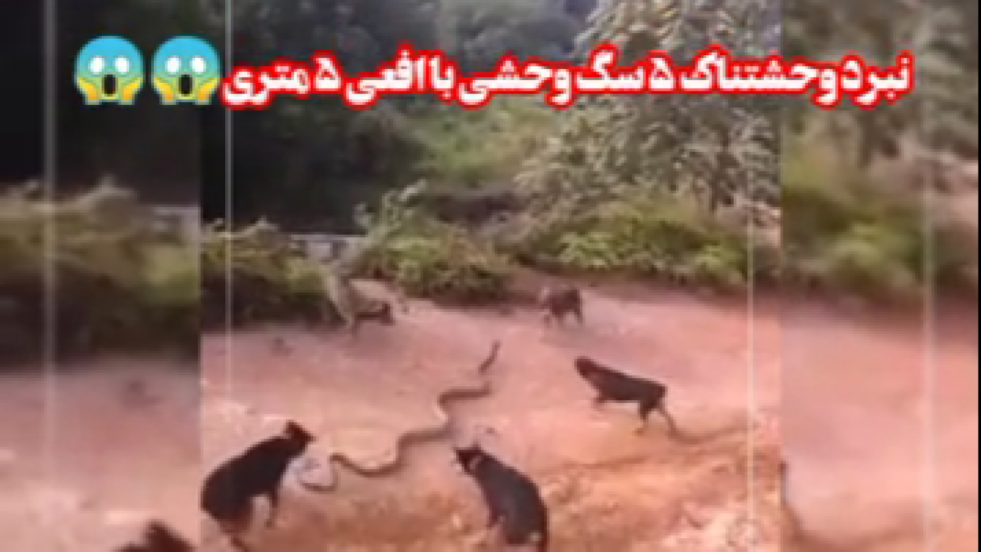 نبرد وحشتناک ۵ سگ وحشی با افعی غول پیکر ترمیم ونیر