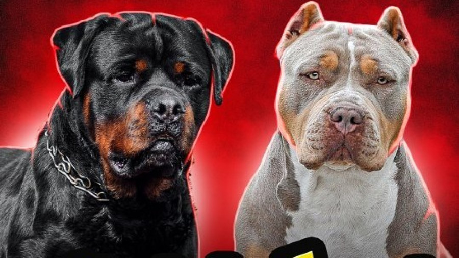معرفی چهار نژاد از سگ های خطرناک و ممنوعه دنیا زمان53ثانیه