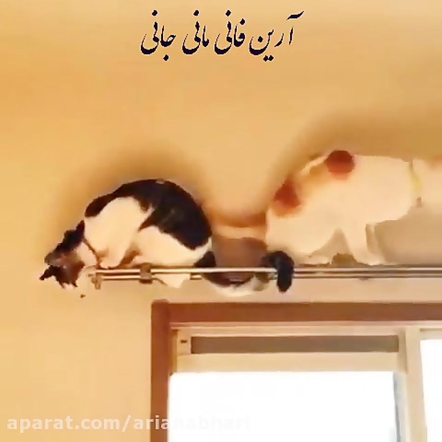 Кот прыгает