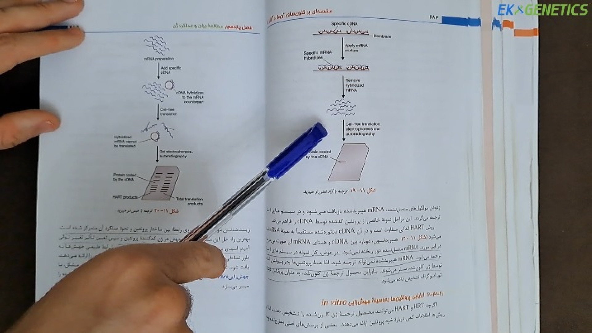 آموزش مهندسی ژنتیک - "فصل 11" - مطالعه بیان و عملکرد ژن - قسمت دوم بازی کامپیوتری