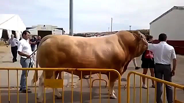 سوپر گاو لیفت گردنایمپلنت دندان