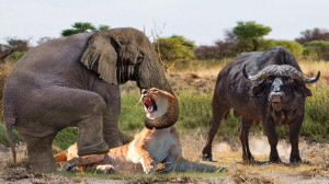 نبرد شجاعانه فیل ها برا...