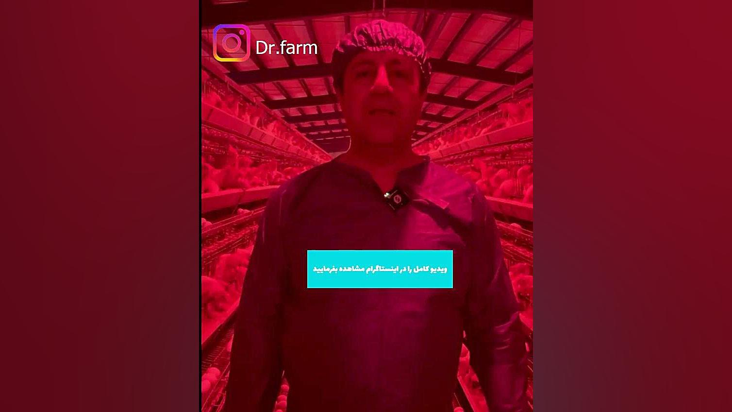 پرولاپس در مرغ تخمگذار لوسارتان