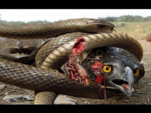 king cobra snake images picture of king cobra snake