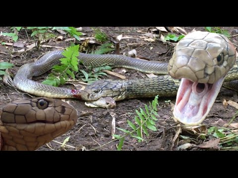 show the picture of king cobra show the picture of king cobra