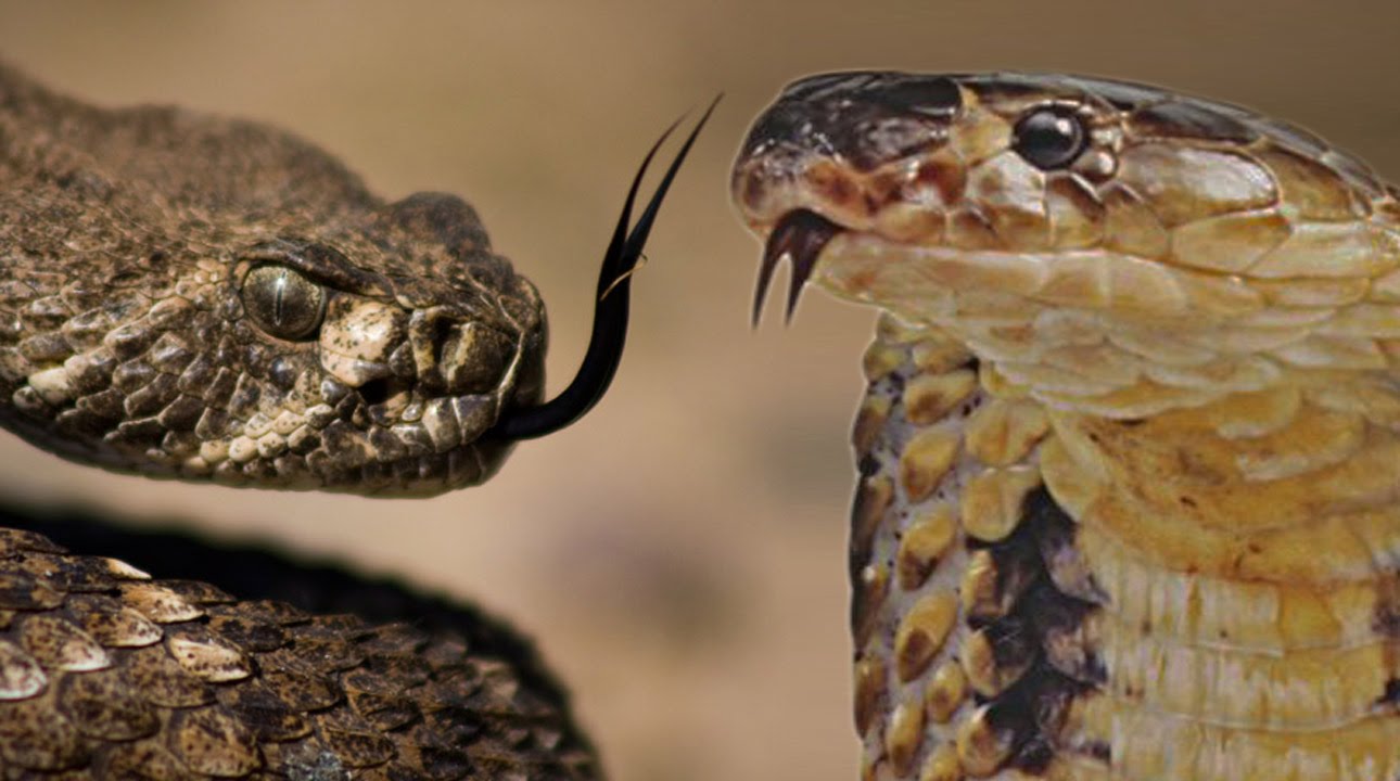 show me the pictures of king cobra show the picture of king cobra