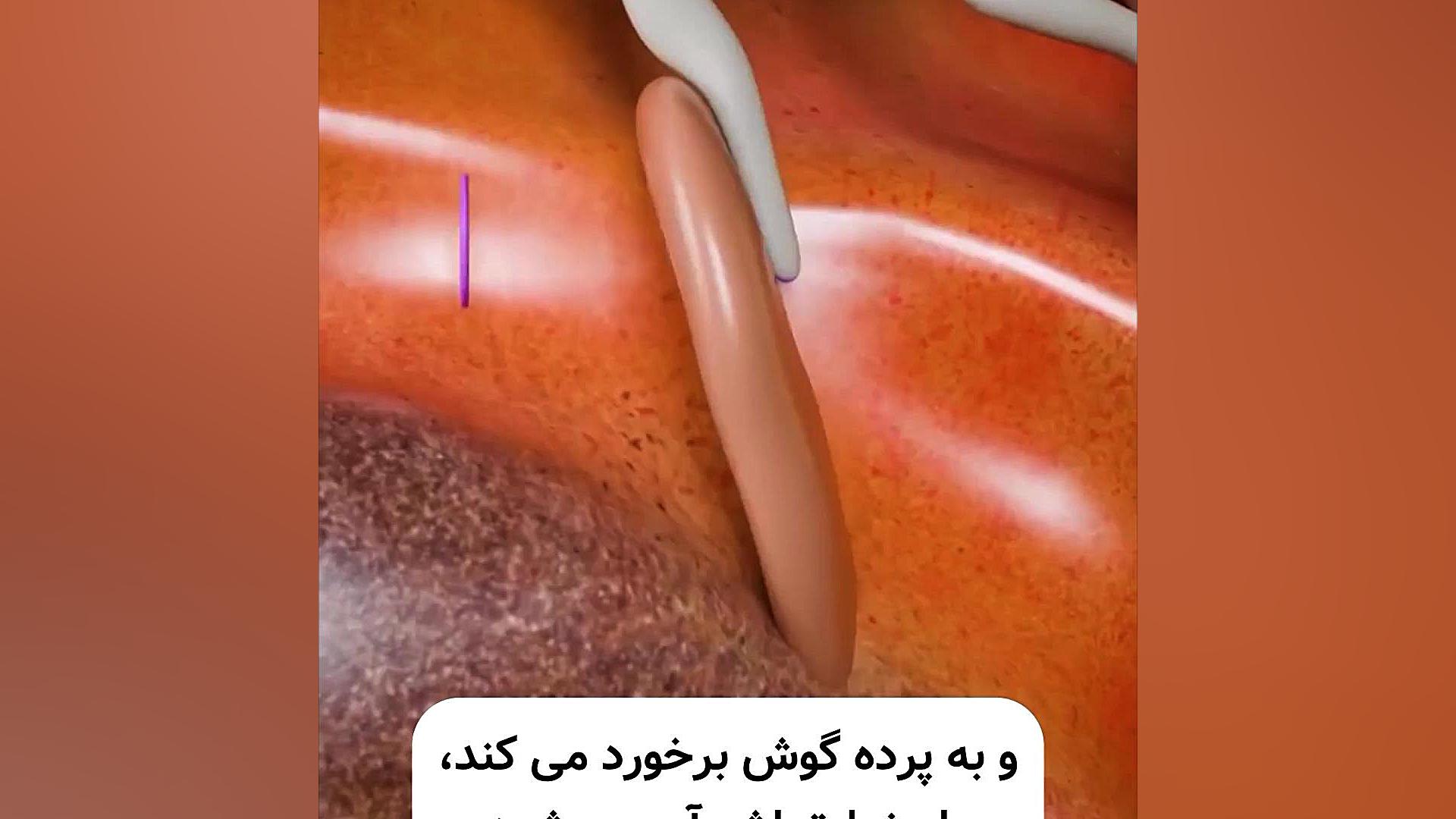 شنوایی چگونه کار میکند؟ دانستنی های علمی اسکرین‌شات