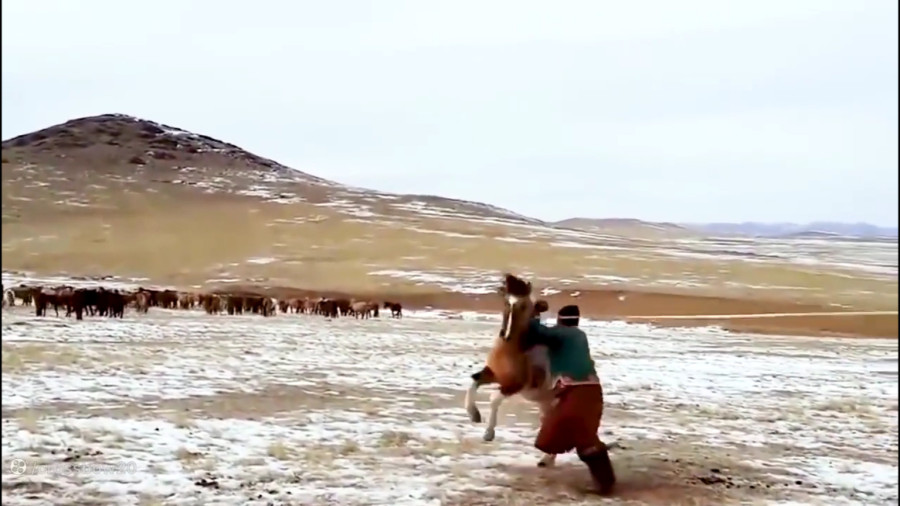 رام کردن اسبهای وحشی به شیوه مغولیMongolian horsemen taming a wild horse زمان74ثانیه