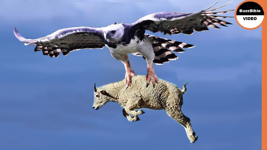 Unbelievable Eagles Attacks  Eagle vs Deer, Goat, Warthog زمان164ثانیه