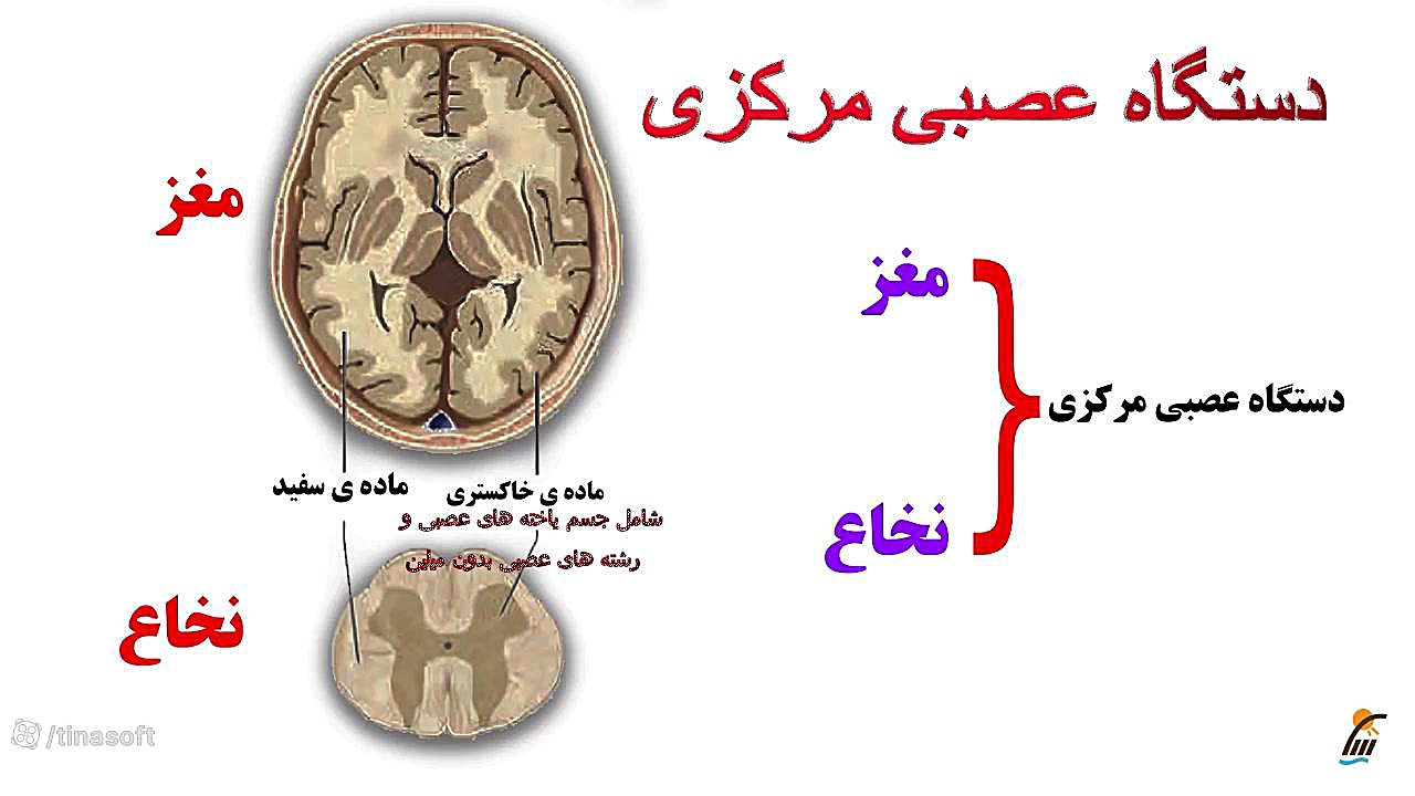 آموزش گفتار دوم از فصل اول زیست شناسی پایه یازدهم : ساختار دستگاه عصبی پیلینگ شیمیایی