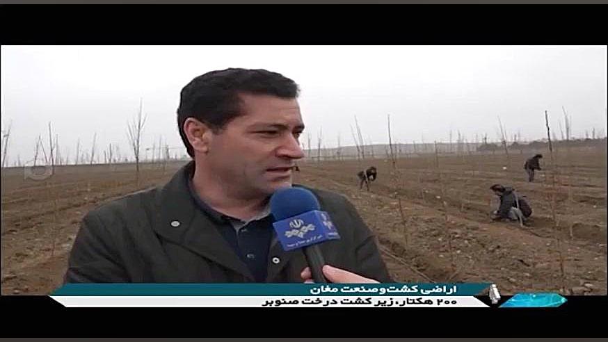 کاشت درخت صنوبر در پارس آباد رفع افتادگی پلک
