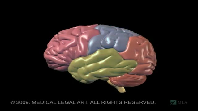 anatomy and functional areas of the brain کاور آهنگ