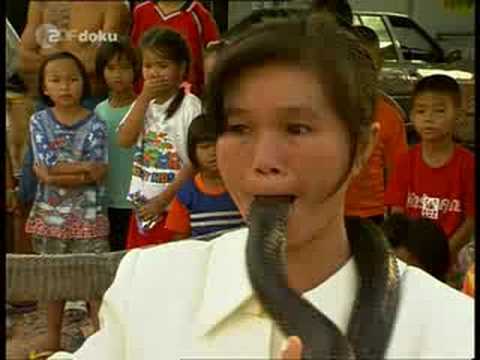 show the picture of king cobra show me the pictures of king cobra