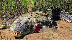 Tragic Scene! Crocodile Meets Tragedy When...