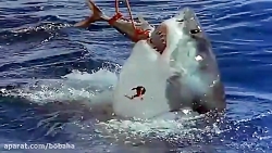 Почему акулы постоянно в движении. Акула напала на вертолет. Нападение акул на серферов. Нападение акулы на вертолет.