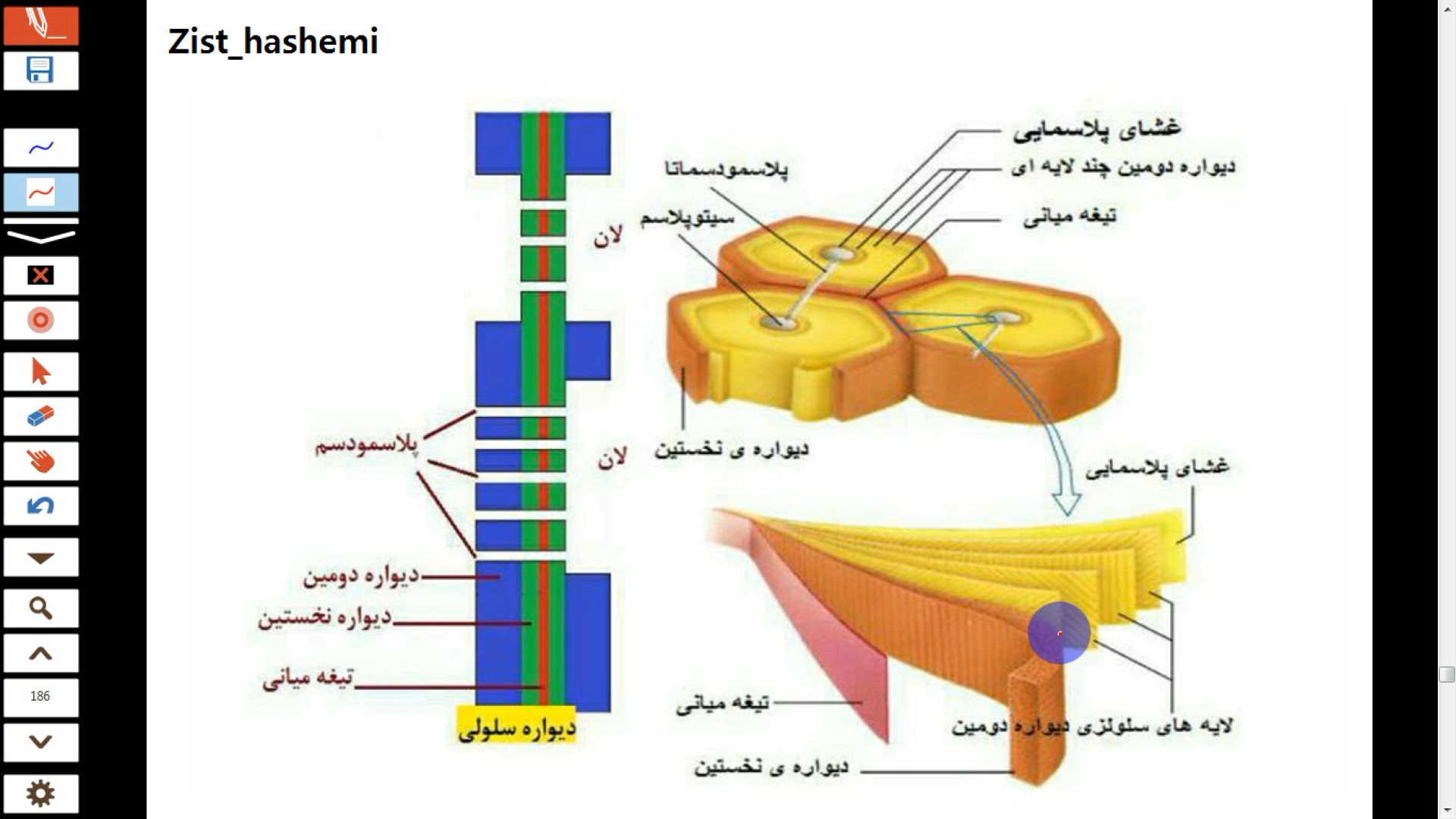 بخش های متفاوت دیواره و تقسیم سلولی در گیاهان جوانسازی پوست