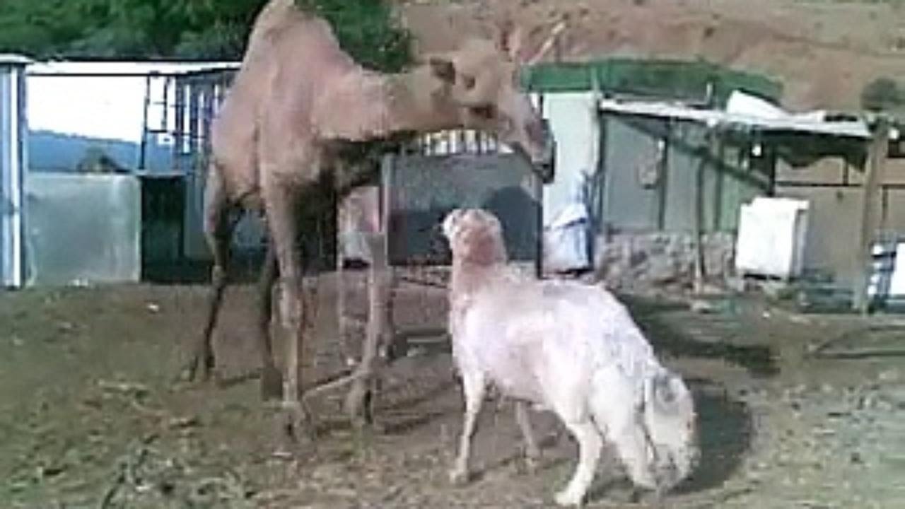 Biggest Wild Animal Fights To Death Biggest Wild Animal Fights To Death