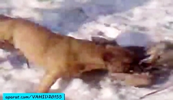 خوردن زنده زنده سگ توسط گرگ وح...