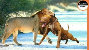 When Dogs Dare to Attack Lions !! Real Fig...