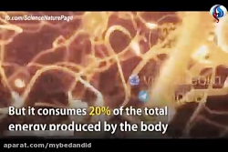 اطلاعات مفید و جالب در مورد مغ...