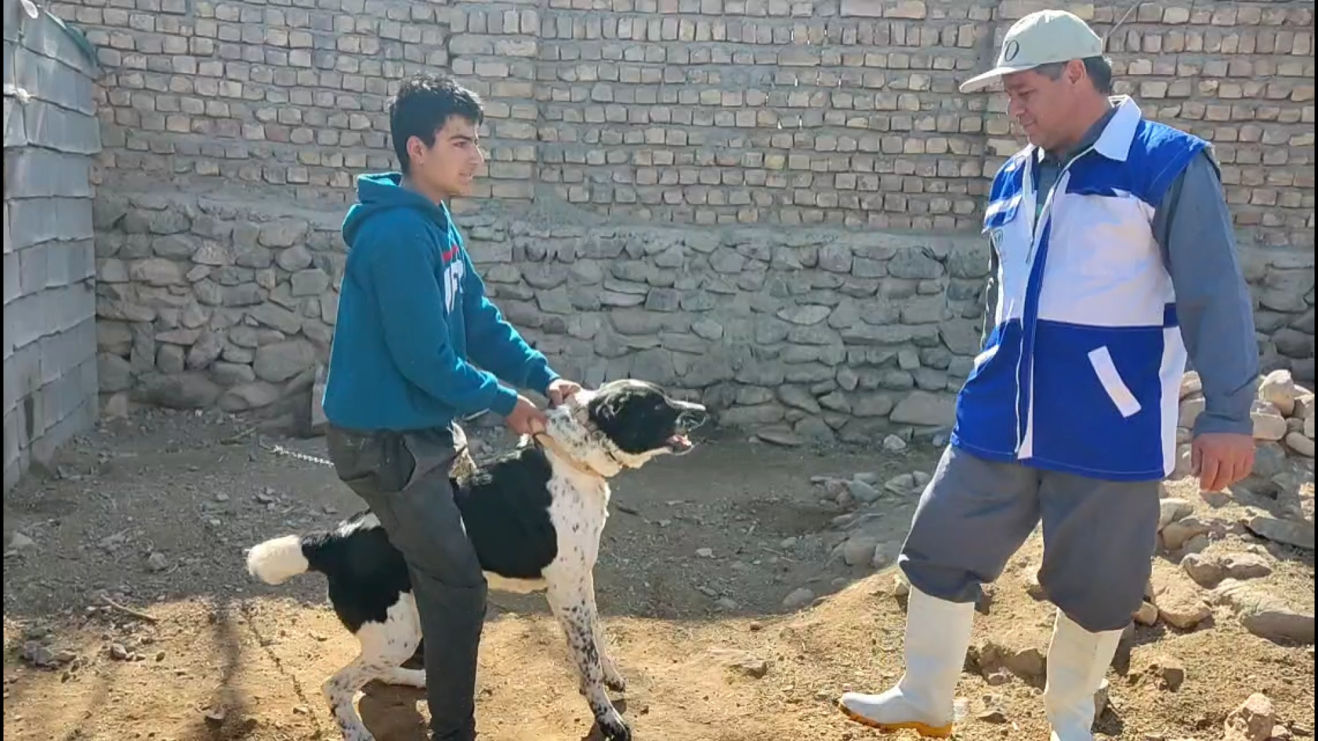 سختی کار پرسنل دامپزشکی در واکسیناسیون سگ‌های گله و نگهبان علیه بیماری هاری آر اف فرکشنال
