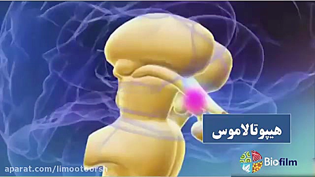 دستگاه عصبی مرکزی (معرفی اعضا) اندودنتیکس