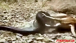 نبرد شیر ها و مار پیتون