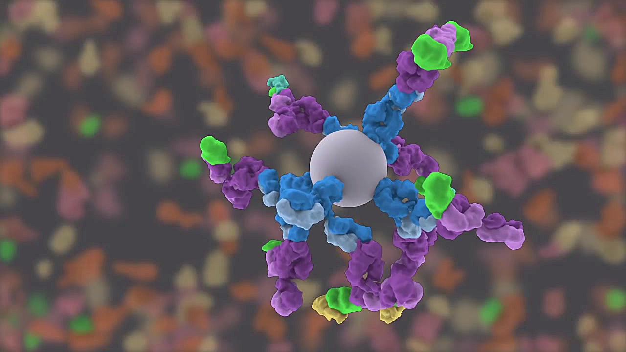 Western Blotting Animation - Part I بیماری اورنیتین ترانس کاربامیلاز