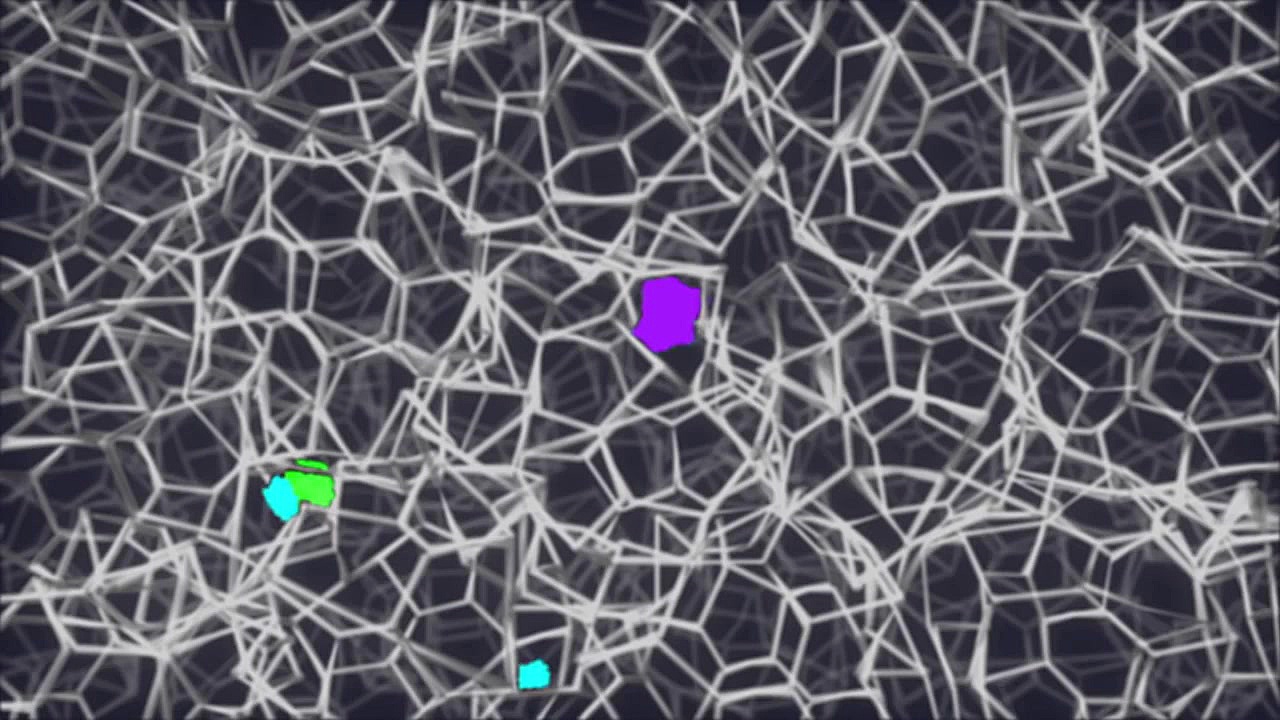 Western Blotting Animation - Part II بیماری کارنی تین ناقل نقص اولیه