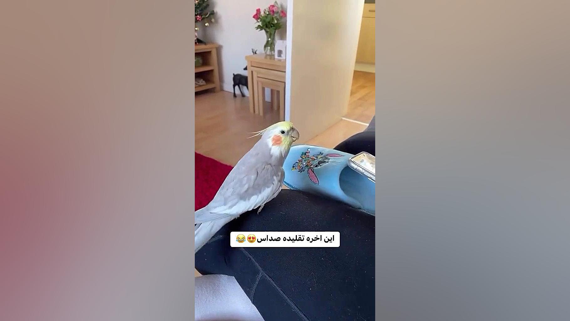 صدای طوطی مایکروگناتیا