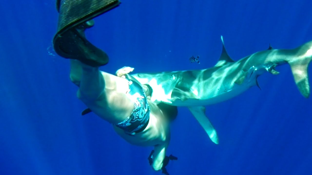 Нападение акул в шарм эль шейхе. Рифовая акула Шарм Эль Шейх. Акула в шармаль Шейхе 2022. Oceanic Whitetip Shark.