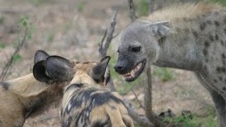 Гиены это кошки или собаки