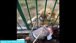 خوردن زنده زنده انسان توسط ببر...