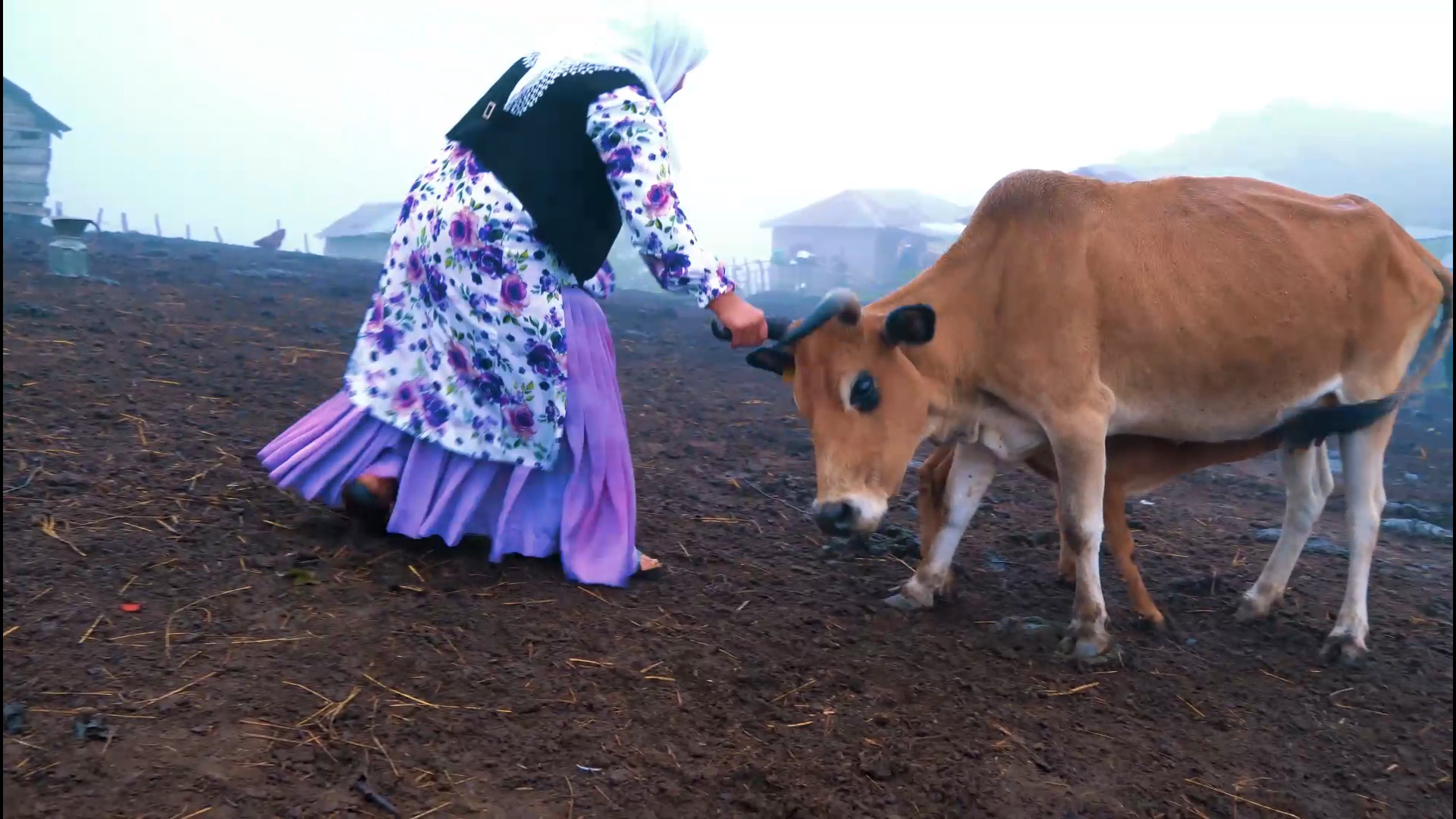 جنگ برای دوشیدن شیر گاو لیزر صورت