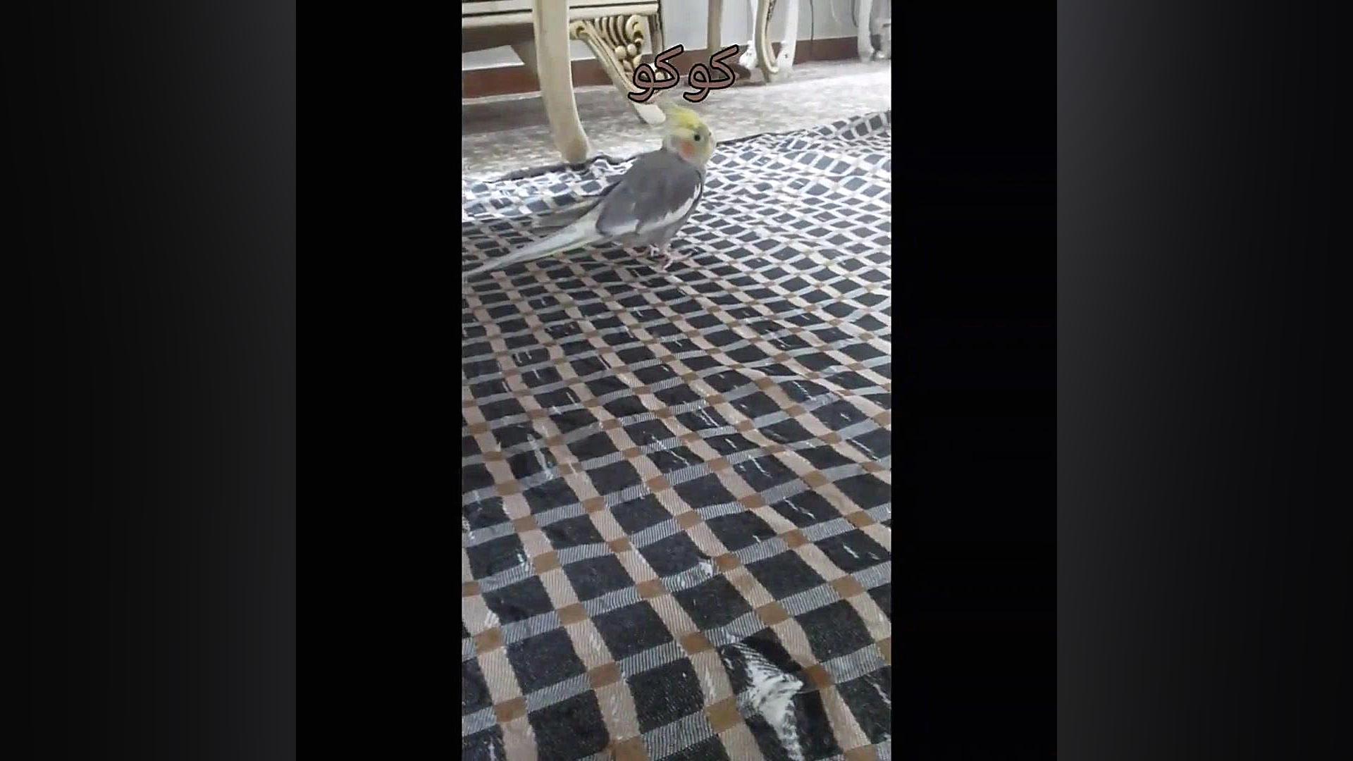 معرفی سه تا از عروس هلندی های جدیدم یعنی خواهر و براد های کوکو زمان12ثانیه