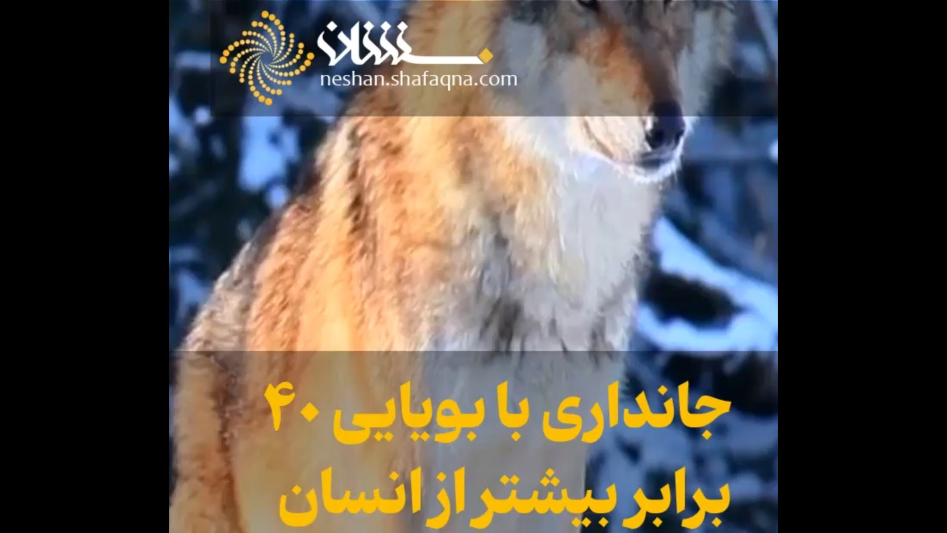 نشان/ گرگ، حیوانی با ۲۰۰ میلیون سلول بویایی میکرونیدلینگ