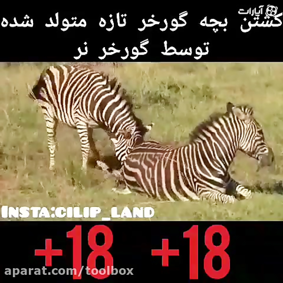 گورخرها برای جفت گیری فرزند ماده خود را میکشند