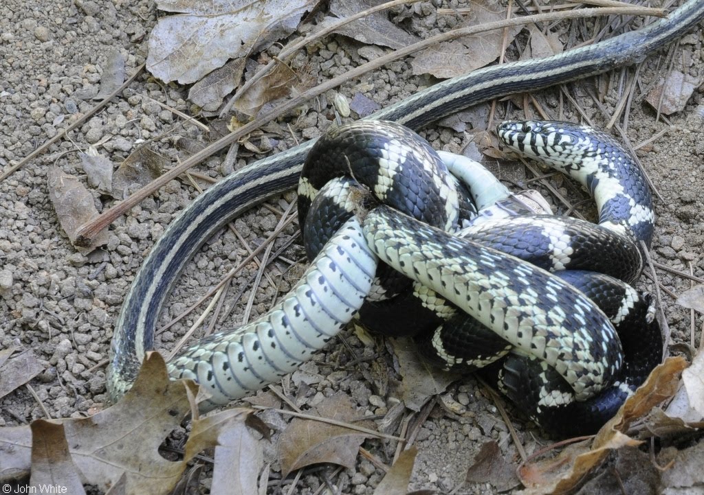 picture of king cobra snake picture of king cobra snake