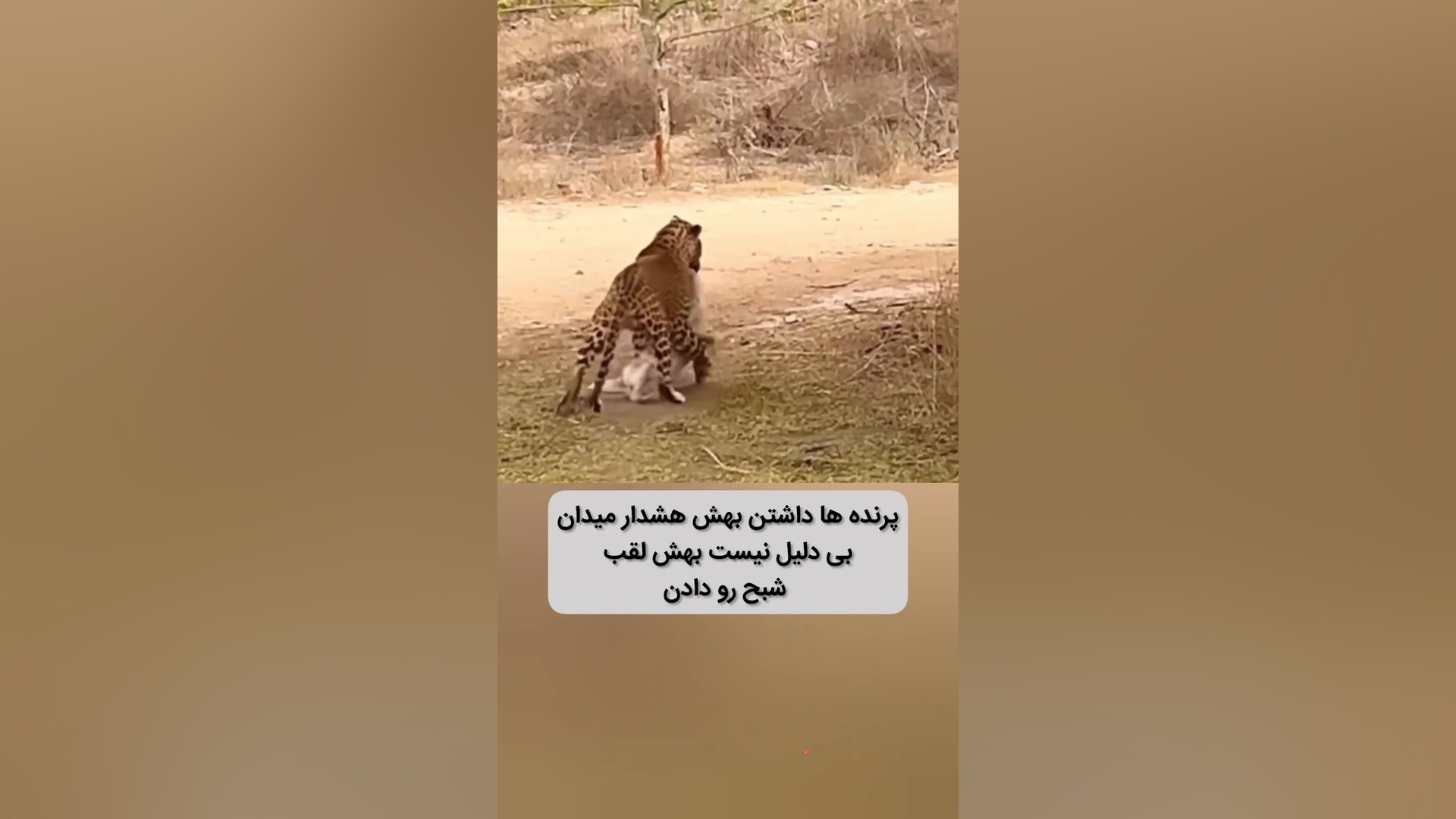 لحظه شکار شدن سگ ولگرد توسط پلنگ در جاده عبوری علیرضا طلیسچی