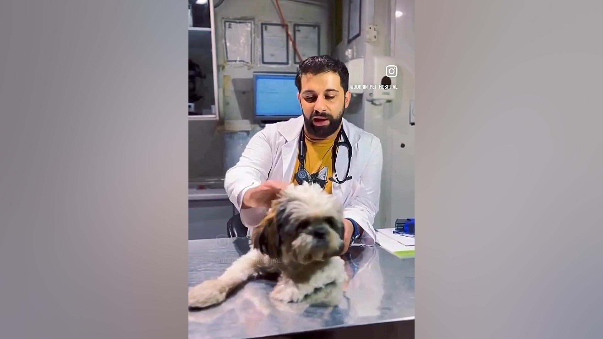 زایمان طبیعی سگ یا سزارین ، برسی و معاینات در بیمارستان دامپزشکی درین کلینیک پوست