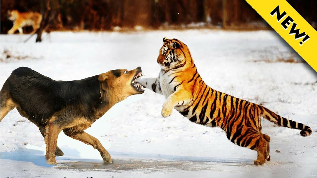 Tiger Attack Animal Planet | Tiger Attack on Animals | Tiger Attack  Documentary
