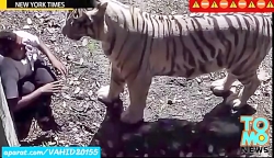 خوردن زنده زنده انسان توسط ببر...