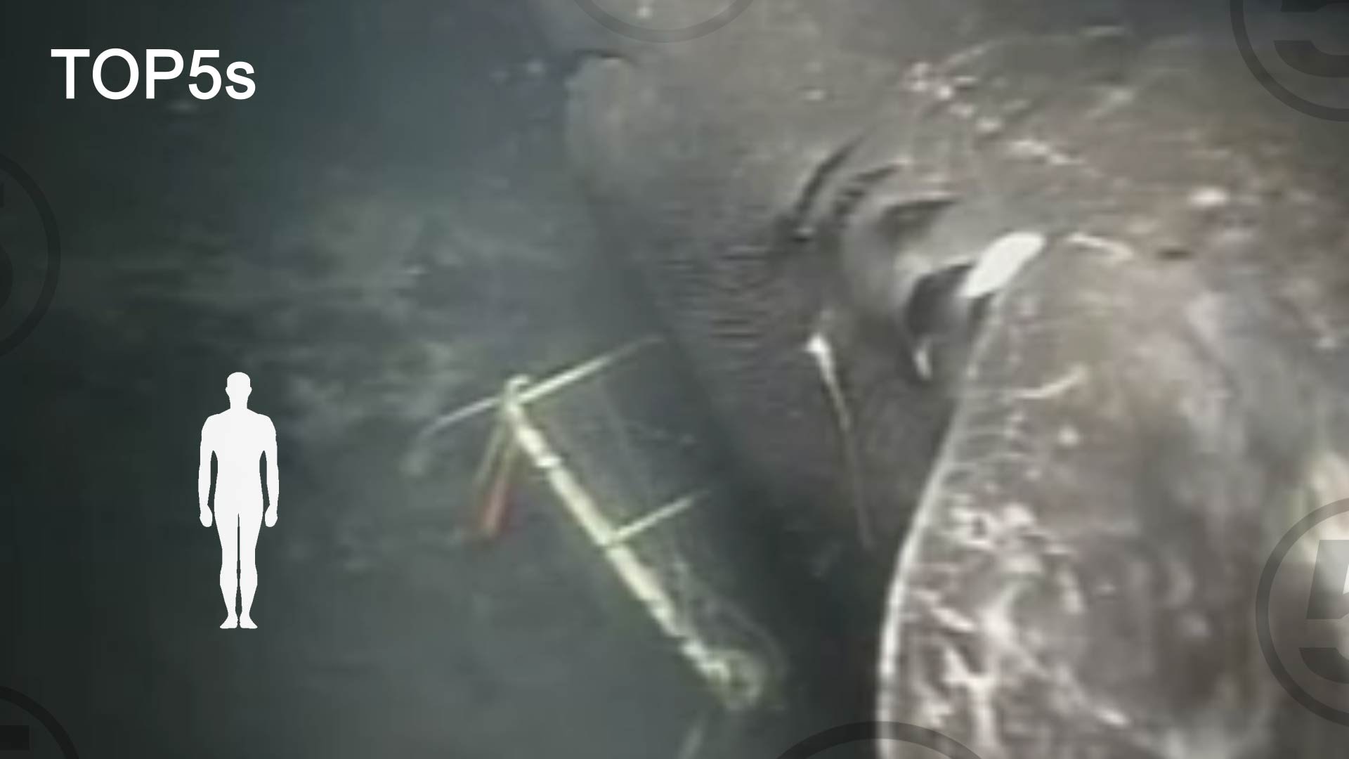 Много лет за годом год из глубин. МЕГАЛОДОН В Марианской впадине. Марианская впадина акула МЕГАЛОДОН. Странные существа в океане. Страшные существа под водой.