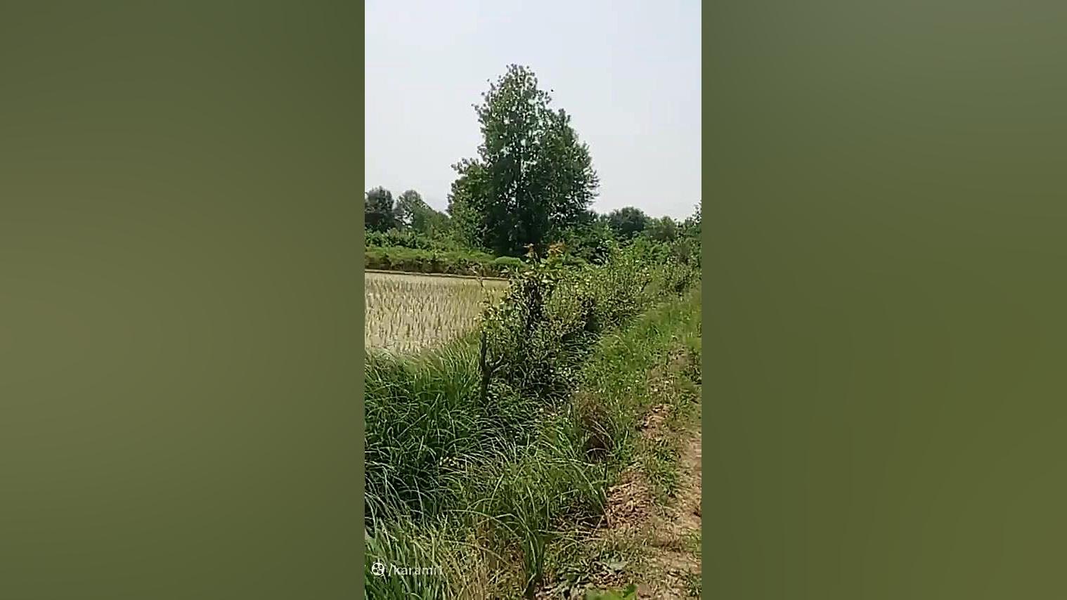 کلاس های آموزش بیوتکنولوژی جلسه 25 لیزر مو