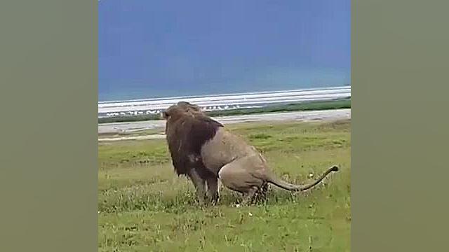 شیرنر در حال ادرار پاشی(علامت گذاری قلمرو ) زیبایی پوست