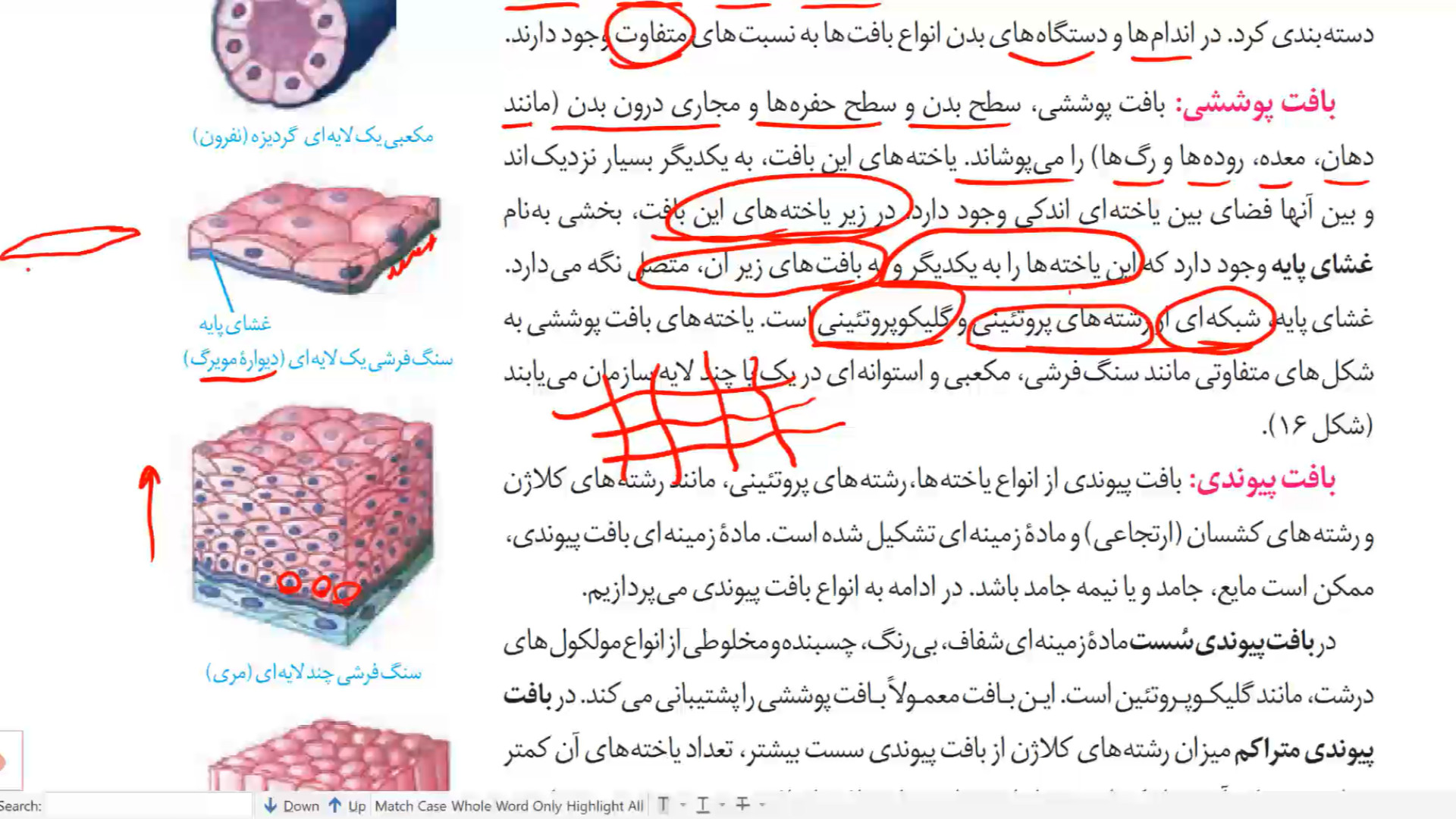 زیست دهم فصل 1 صفخه 15 بافت پوششی ترمیم ونیر
