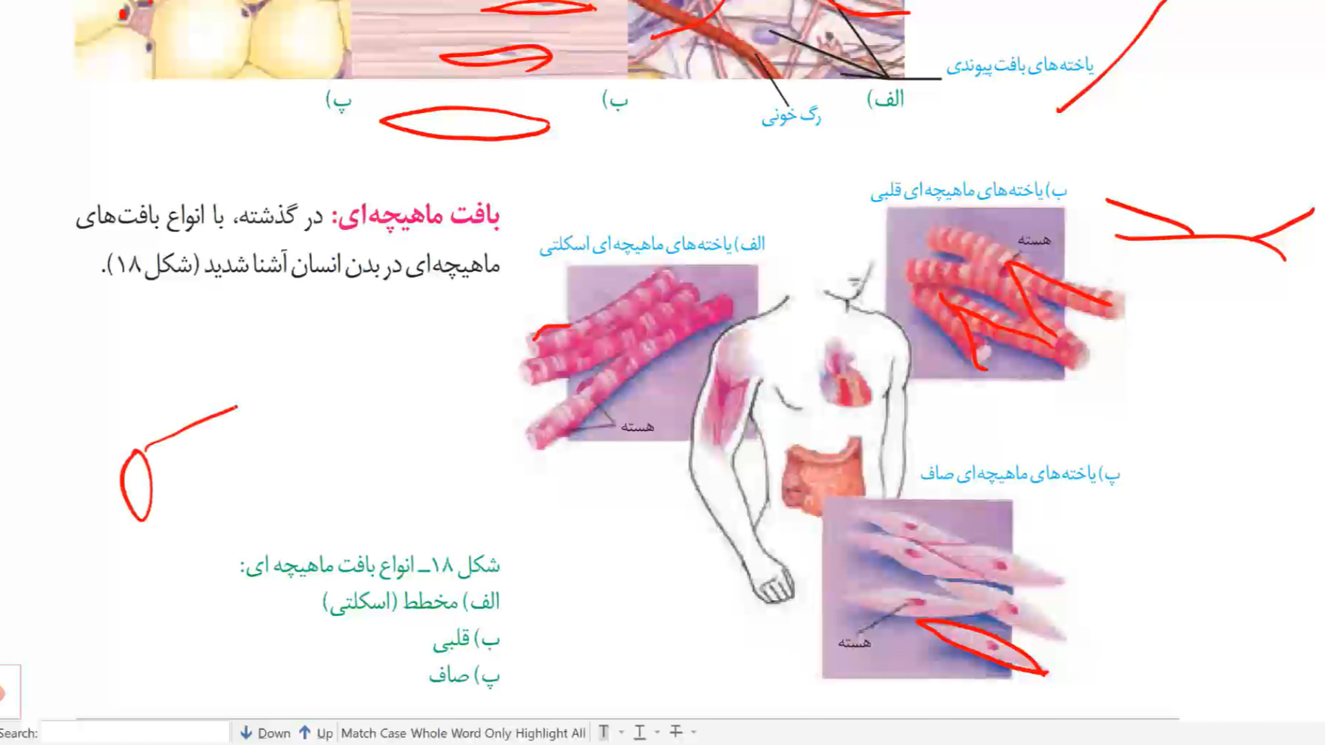 زیست دهم فصل 1 صفخه 16 بافت ماهیچه ای و بافت عصبی ایکلوزوماب